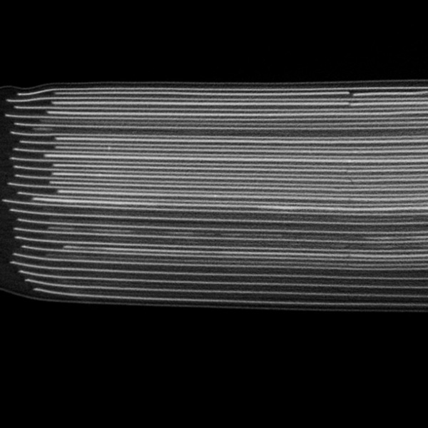 Pouch-Zelle