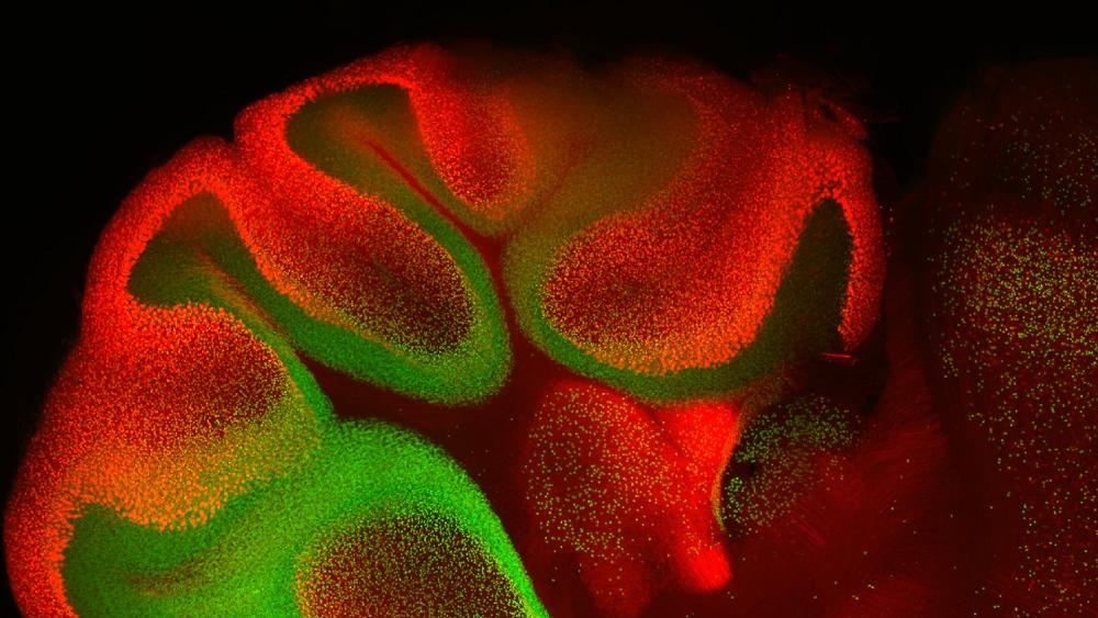 Microscopy Courses 2024